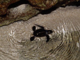 Tiny Endangered Green Sea Turtle Hatchling Swims to Sea at Night Lámina fotográfica por Jason Edwards Tiny Endangered Green Sea Turtle Hatchling Swims to Sea at Night Lámina fotográfica por Jason Edwards