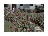 Young Woman Stands in a Pathway Lined with Brightly Colored Zinnias Photographic Print by Edwin L. Wisherd