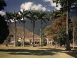 Palm Trees Line the Caracas County Club Photographie par Luis Marden