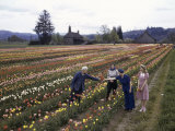 View of a Farmer in His Blooming Tulip Farm Photographic Print by Joseph Baylor Roberts View of a Farmer in His Blooming Tulip Farm Photographic Print by Joseph Baylor Roberts