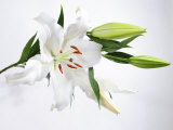 White Lily and Buds Photographie par James Forte