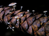 Tiny Baeospora Mushrooms Emerge from under the Scales of a Pine Cone Photographic Print by White & Petteway 