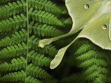 Luna Moth Resting on a Fern, its Eye Spots and Long Tail Visible Photographic Print by White & Petteway 