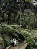 Giant Ferns in the El Yunque Rain Forest Form Natural Arcades Photographic Print by Edwin L. Wisherd