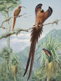 Two Competing Male Sicklebills Display Wing Feathers for a Female Photographic Print by Walter Weber