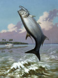 Tarpon Caught on Hook Leaps Out of Water, Fishing Boat Floats Nearby Photographic Print by Walter Weber