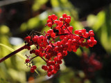 Bright Bunch of Elderberries Seem to Glow in Autumn Sunlight Photographic Print by George Herben