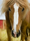 Portrait of an Icelandic Horse Photographic Print by Mattias Klum
