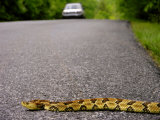 Timber Rattlesnake Crossing the Road in Front of a Car Photographic Print by White & Petteway 