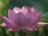 Delicate, Beautiful Pink Lotus Plant Flower Photographic Print by Paul Sutherland