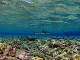 Gray Reef Shark Swimming over Coral Reef Lámina fotográfica por Brian J. Skerry