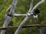 Bird in Flight Photographic Print by Mattias Klum