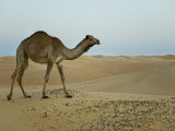 Dromedary Camel in a Desert Landscape Photographic Print by Mattias Klum