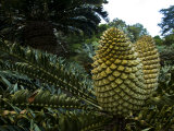 South African Plant with Large Spiny Fruit Photographic Print by Mattias Klum