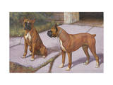 Two Boxer Dogs, known for their Agility, Eye Each Other Lámina fotográfica