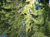 Reflections of Trees in a Pond in Grand Teton National Park Photographie par Jodi Cobb