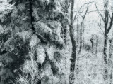 Forest Scene with Snow-Frosted Hemlocks and Moody Blue Lighting Photographic Print by White & Petteway 