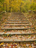 Fallen Leaves Cover a Wooden Staircase in Autumn, Vermont Photographic Print by James Forte