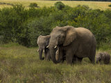 Group of African Elephants Including Juvenile and a Baby Photographic Print by Mattias Klum