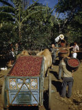 Coffee Growers Fill Decorated Oxcart with Harvested Coffee Beans Photographic Print by Luis Marden