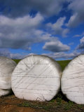 Wrapped Haybales in Afternoon Sun with Shadows Cast by Barbed Wire Photographic Print by White & Petteway