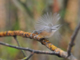 Red-Breasted Nuthatch Flapping its Wings on a Lichen-Covered Branch Photographic Print by George Herben