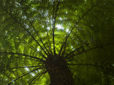 Looking Up into the Canopy of a Palm Tree Photographic Print by Mattias Klum
