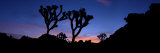 Silhouetted Joshua Trees and Rock Formations at Sunrise Photographic Print by Greg Dale
