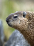 Woodchuck Watches from the Safety of a Rock Pile Photographic Print by Michael S. Quinton