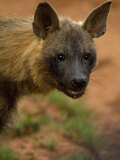 Close Up Portrait of a Brown Hyena Photographic Print by Mattias Klum