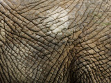 Close Up of the Skin of an African Elephant Photographic Print by Mattias Klum