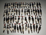 Collection of More Than Sixty Specimens of Ivory Billed Woodpecker Photographic Print by Joel Sartore