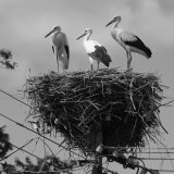 Three Young Storks Standing on their Nest Photographic Print by Keenpress 