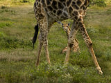Young Giraffe Resting on the Ground Near an Adult Photographic Print by Mattias Klum