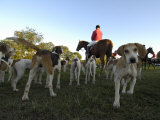 Group of Dogs and a Man on Horseback Await the Start of a Fox Hunt Photographic Print