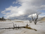 Dead Trees at Mammoth Hot Springs Photographie par Jodi Cobb