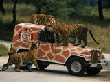 Tigers around and Atop a Jeep at a Zoological Park Near Seoul Photographie par Paul Chesley