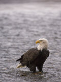 Bald Eagle Stands in Chilkat River, Alaska Photographic Print by Michael S. Quinton