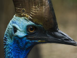 Close Up Portrait of a Cassowary Photographic Print by Mattias Klum