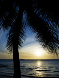 Silhouetted Palm Tree and Gentle Surf at Twilight Photographic Print by Mattias Klum