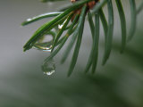 Raindrops on the Needles of a Spruce Tree Photographic Print by George Herben
