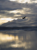 Bald Eagles Flies over the Chilkat Bald Eagle Preserve, Alaska Photographic Print by Michael S. Quinton