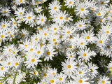 Overhead Close-up of Daisies Photographie par Keenpress 