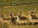 Group of Mammals Looking at the Camera Photographic Print by Mattias Klum
