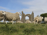 Grazing Sheep in Front of the Lindisfarne Priory Photographic Print by Keenpress 