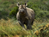 Portrait of an Endangered Black Rhinoceros Photographic Print by Mattias Klum