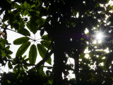 Looking Through Dense Foliage Photographic Print by Mattias Klum