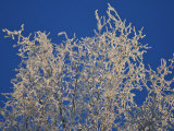 Snow-Covered Birch Tree Branches Against a Blue Sky Photographic Print by George Herben