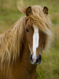 Portrait of an Icelandic Horse with it's Mane Blowing in the Wind Photographic Print by Mattias Klum