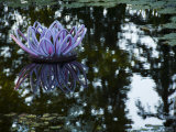 Lotus-Like Flower Sculpture Floting in a Pond Photographic Print by Mattias Klum